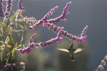 hummingbird eating nectar © willymona