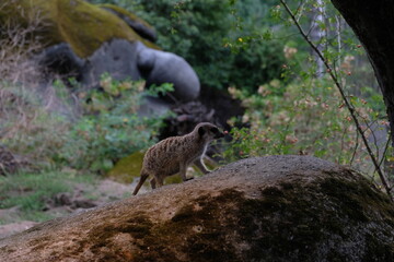 Mangusten, Erdm&auml;nnchen auf Felsen steht geht aufhorchen beobachten Nahaufnahme Natur Wald