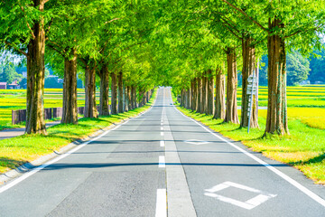 メタセコイア並木 滋賀県 マキノ 観光地