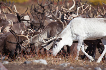 Herd of reindeer is in autumn. Close up of caribou herd. Selective focus is on white reindeer. - 375262045