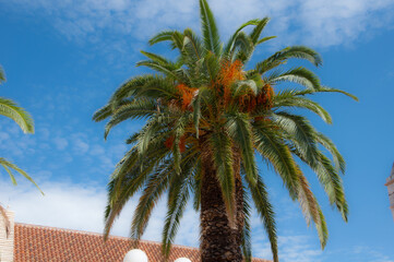 Bujna palma na tle niebieskiego nieba w Trogirze w Chorwacji