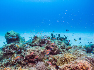 水中景観。青い海と白いサンゴ砂の海底を背景にしたサンゴ礁。沖縄県伊江島
