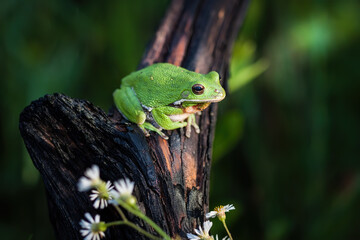 Barking Tree Frog sitting on a tree branch.