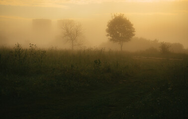 Fototapeta na wymiar morning mist over the field