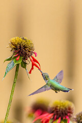 Ruby throated hummingbird flying in garden near red flowers of bee balm