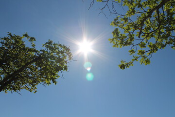 looking up for a tree, sun and the blue sky