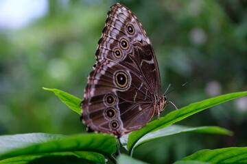 Fototapeta na wymiar Bläulinge Lycaenidae brauner Schmetterling Augen Blatt Pflanze Nahaufnahme makro groß