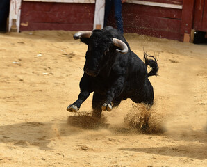 toro negro español en una plaza de toros durante un espectaculo de toreo