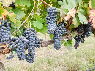 Obraz premium Detalle de racimos de uva tipo Syrah o Shiraz