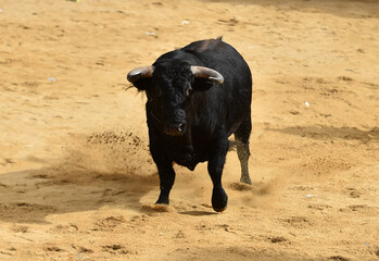 spanish black bull