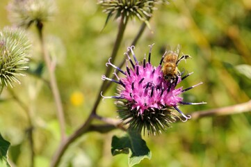 Wild bee on a flower, spring nature