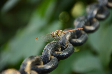 dragonfly on a metallic chain