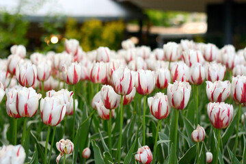 tulips in the garden