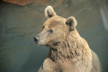 bear at the zoo