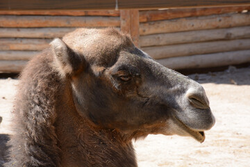camel portrait in the zoo