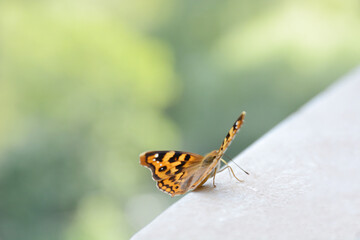 butterfly on a stone