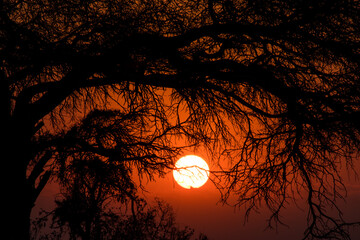 sunrise behind tree © willymona