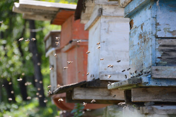 Obraz na płótnie Canvas Swarm of bees flying near wooden bee-house. 