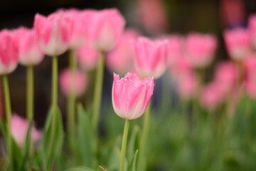 pink tulips in the garden