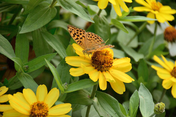 butterfly on yellow flower