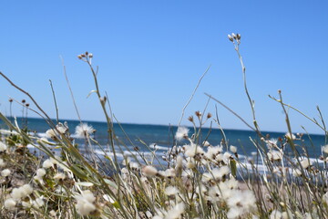 Ver resaltar el blanco en flor y el azul del mar argentino. Las grutas, Río Negro, Argentina. 
