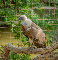 Eagle on a rock, at the zoo