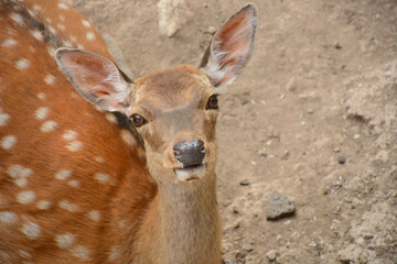 deer in the zoo, close-up