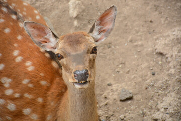 deer in the zoo, close-up