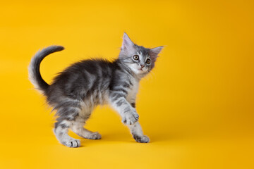 portrait of a kitten in a studio