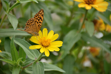 butterfly on yellow flower