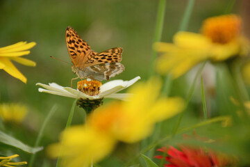 butterfly on yellow flower