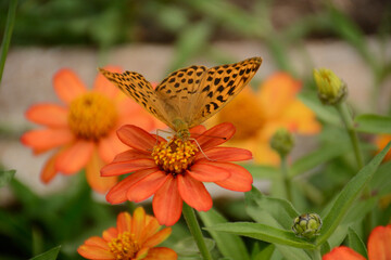 butterfly on yellow flower
