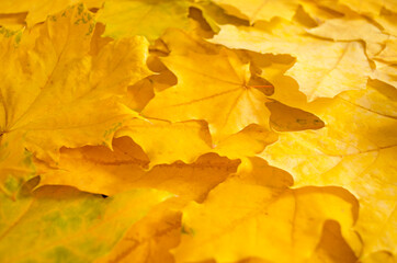 Background of yellow maple leaves. Hello autumn. Foliage top view.	