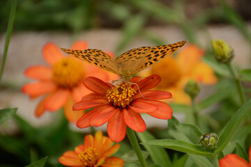 butterfly on yellow flower