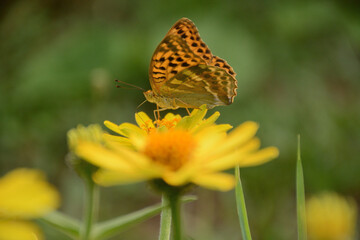 Obraz premium butterfly on yellow flower