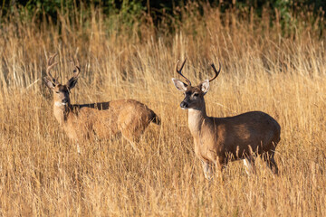Mule deers bath in early morning sun in the Beacon Hill Park, Victoria, BC