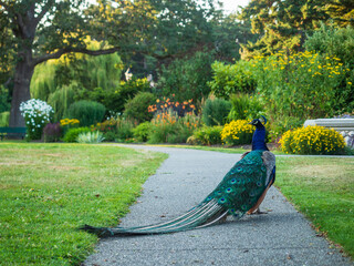 Male peakcock poses in the Beacon Hill Park in summary afternoon, Victoria, BC