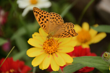 butterfly on yellow flower
