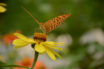 butterfly on yellow flower