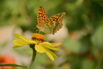 butterfly on yellow flower