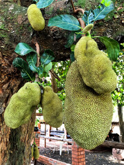 Some jackfruit in a tree on a farm.
