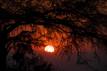 sunrise behind tree © willymona