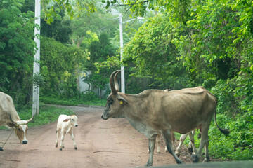 vaca