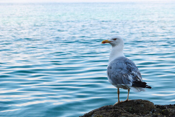 Fototapeta premium seagull looking from a rock