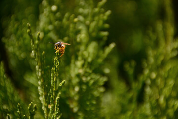 Wild bee on a green leaf of everlasting tree