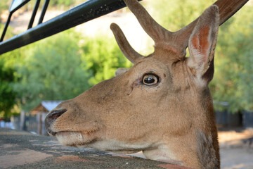 deer head, at the zoo