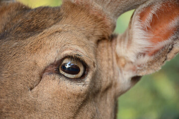 close up of a deer eye
