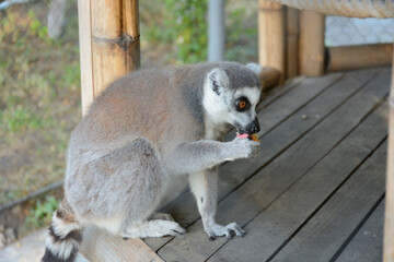 ring tailed lemur
