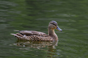 Wild duck