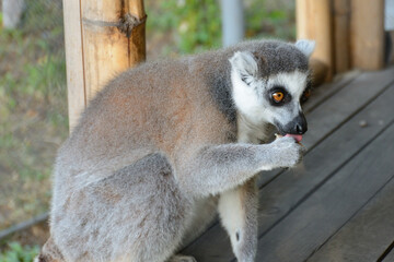 lemur eating at the zoo